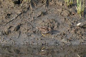 Sandpiper, Least, 2025-05087615b Parker River NWR, MA